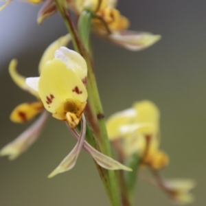 Diuris sp. (hybrid) at Mongarlowe, NSW - 5 Nov 2022