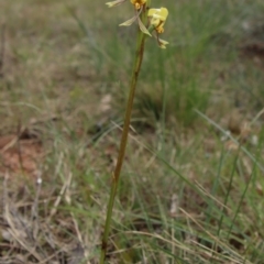 Diuris sp. (hybrid) at Mongarlowe, NSW - 5 Nov 2022