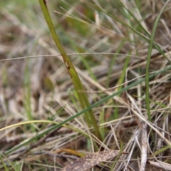 Diuris sp. (hybrid) at Mongarlowe, NSW - 5 Nov 2022