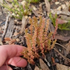 Crassula sieberiana (Austral Stonecrop) at QPRC LGA - 5 Nov 2022 by clarehoneydove