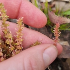 Crassula sieberiana at Bungendore, NSW - suppressed