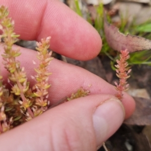 Crassula sieberiana at Bungendore, NSW - suppressed