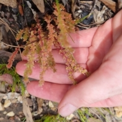 Crassula sieberiana at Bungendore, NSW - suppressed