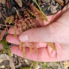 Crassula sieberiana at Bungendore, NSW - suppressed