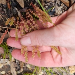 Crassula sieberiana at Bungendore, NSW - suppressed