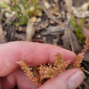 Crassula sieberiana at Bungendore, NSW - suppressed