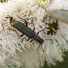 Eleale aspera (Clerid beetle) at Murrumbateman, NSW - 5 Nov 2022 by SimoneC