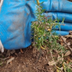 Lissanthe strigosa subsp. subulata (Peach Heath) at QPRC LGA - 5 Nov 2022 by clarehoneydove