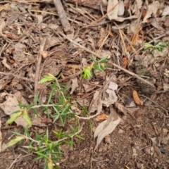 Lissanthe strigosa subsp. subulata at Bungendore, NSW - 5 Nov 2022 02:00 PM