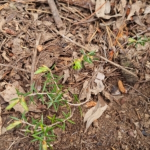 Lissanthe strigosa subsp. subulata at Bungendore, NSW - 5 Nov 2022 02:00 PM