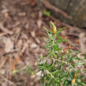 Lissanthe strigosa subsp. subulata at Bungendore, NSW - 5 Nov 2022