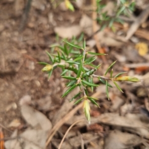 Lissanthe strigosa subsp. subulata at Bungendore, NSW - 5 Nov 2022