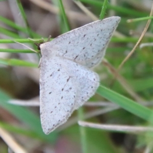 Taxeotis (genus) at QPRC LGA - 5 Nov 2022