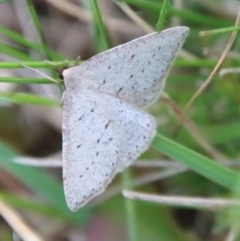 Taxeotis (genus) (Unidentified Taxeotis geometer moths) at QPRC LGA - 5 Nov 2022 by LisaH