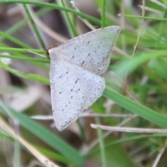 Taxeotis (genus) at QPRC LGA - 5 Nov 2022