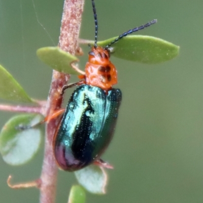 Lamprolina (genus) (Pittosporum leaf beetle) at Mongarlowe, NSW - 5 Nov 2022 by LisaH