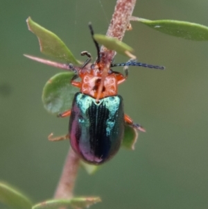 Lamprolina (genus) at Mongarlowe, NSW - suppressed