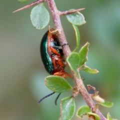 Lamprolina (genus) at Mongarlowe, NSW - suppressed