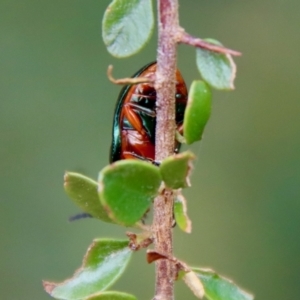 Lamprolina (genus) at Mongarlowe, NSW - suppressed