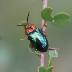 Lamprolina (genus) at Mongarlowe, NSW - suppressed