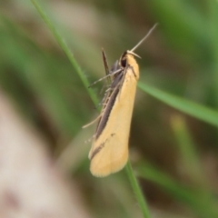 Philobota mathematica group undescribed species. (A concealer moth) at Mongarlowe River - 5 Nov 2022 by LisaH