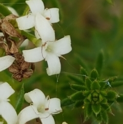 Asperula conferta (Common Woodruff) at Bass Gardens Park, Griffith - 5 Nov 2022 by SRoss