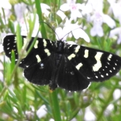 Phalaenoides tristifica (Willow-herb Day-moth) at Paddys River, ACT - 5 Nov 2022 by JohnBundock