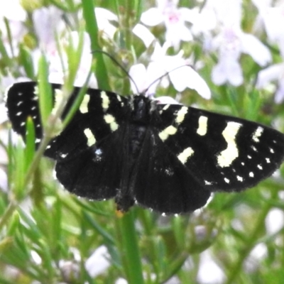 Phalaenoides tristifica (Willow-herb Day-moth) at Namadgi National Park - 4 Nov 2022 by JohnBundock