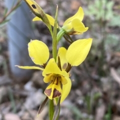 Diuris sulphurea (Tiger Orchid) at QPRC LGA - 5 Nov 2022 by Steve_Bok