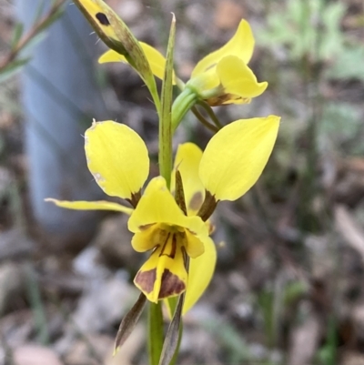 Diuris sulphurea (Tiger Orchid) at Jerrabomberra, NSW - 5 Nov 2022 by SteveBorkowskis