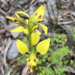 Diuris sulphurea at Jerrabomberra, NSW - suppressed