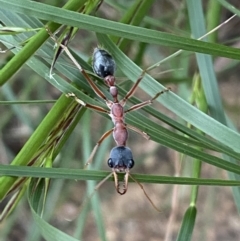 Myrmecia nigriceps (Black-headed bull ant) at Mount Jerrabomberra  - 5 Nov 2022 by Steve_Bok