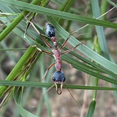 Myrmecia nigriceps (Black-headed bull ant) at QPRC LGA - 5 Nov 2022 by Steve_Bok