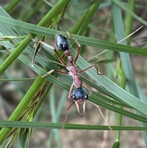 Myrmecia nigriceps at Jerrabomberra, NSW - 5 Nov 2022 06:40 PM