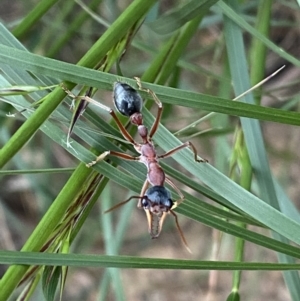 Myrmecia nigriceps at Jerrabomberra, NSW - 5 Nov 2022 06:40 PM