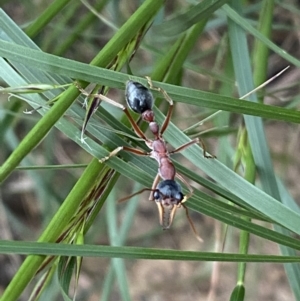 Myrmecia nigriceps at Jerrabomberra, NSW - 5 Nov 2022 06:40 PM