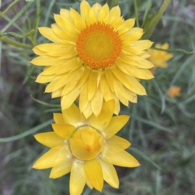 Xerochrysum viscosum (Sticky Everlasting) at Jerrabomberra, NSW - 5 Nov 2022 by SteveBorkowskis