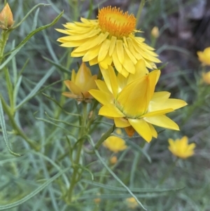 Xerochrysum viscosum at Jerrabomberra, NSW - 5 Nov 2022