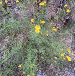 Xerochrysum viscosum at Jerrabomberra, NSW - 5 Nov 2022