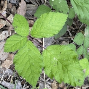 Rubus fruticosus species aggregate at Jerrabomberra, NSW - 5 Nov 2022