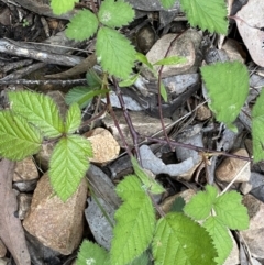 Rubus fruticosus species aggregate at Jerrabomberra, NSW - 5 Nov 2022