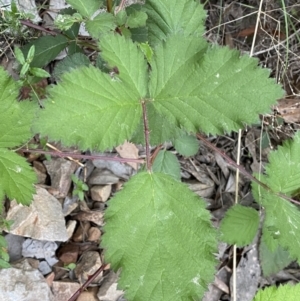 Rubus fruticosus species aggregate at Jerrabomberra, NSW - 5 Nov 2022