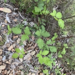 Rubus fruticosus species aggregate at Jerrabomberra, NSW - 5 Nov 2022