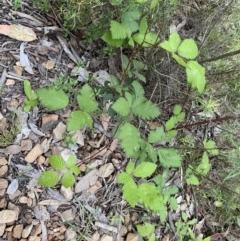 Rubus fruticosus sp. aggregate at Jerrabomberra, NSW - 5 Nov 2022