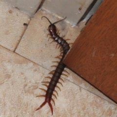 Cormocephalus sp.(genus) (Scolopendrid Centipede) at Wanniassa, ACT - 5 Nov 2022 by JohnBundock