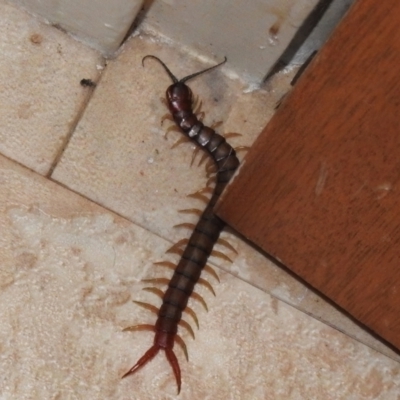 Cormocephalus sp.(genus) (Scolopendrid Centipede) at Wanniassa, ACT - 5 Nov 2022 by JohnBundock