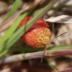 Paropsis sp. (genus) at Mongarlowe, NSW - 5 Nov 2022