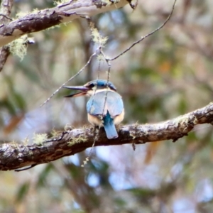 Todiramphus sanctus at Mongarlowe, NSW - 5 Nov 2022