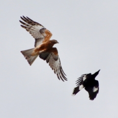 Lophoictinia isura (Square-tailed Kite) at Mongarlowe River - 5 Nov 2022 by LisaH