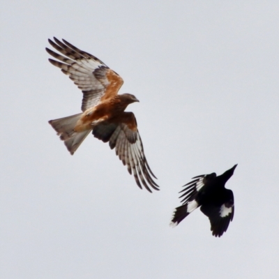 Lophoictinia isura (Square-tailed Kite) at Mongarlowe, NSW - 5 Nov 2022 by LisaH